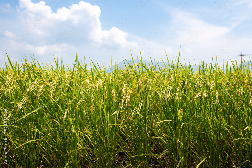 稲穂が実りはじめた夏の田んぼ