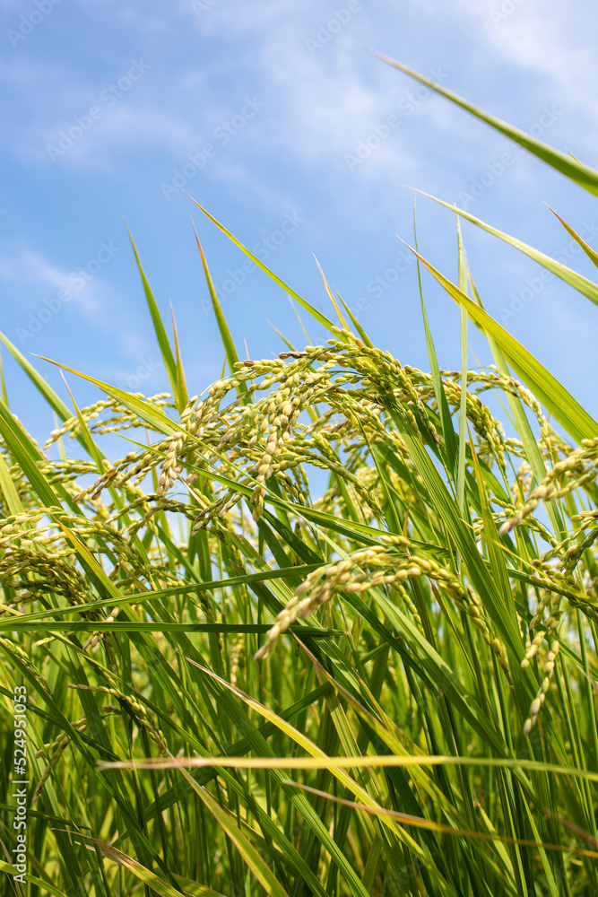Naklejka premium 実りはじめた稲穂のクローズアップ
