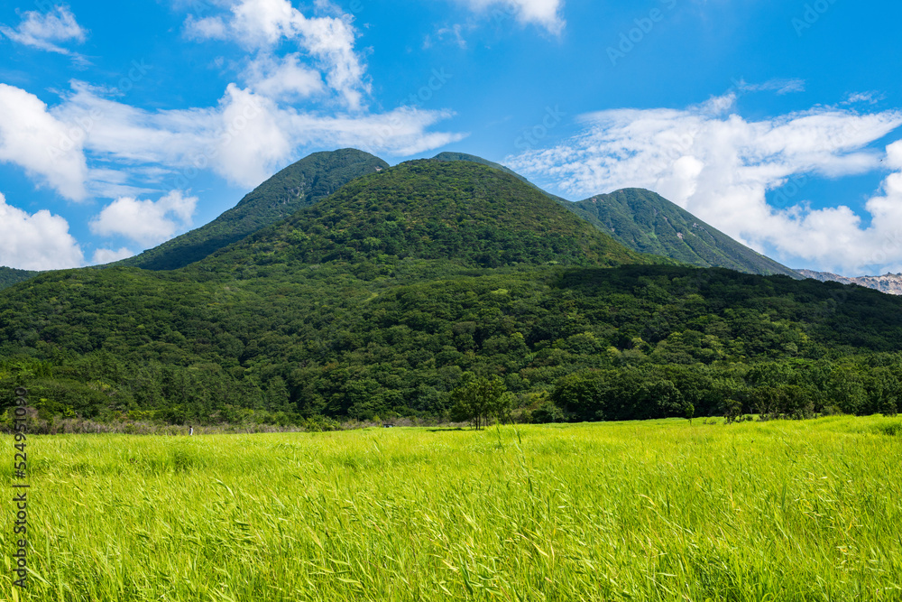 夏のくじゅうタデ原湿原の緑鮮やかな草原