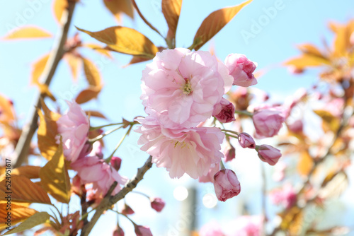 Closeup view of sakura tree with beautiful blossom outdoors. Japanese cherry