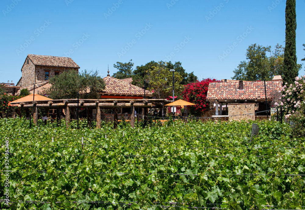 Grape Vineyard at West Lake Village Inn in California