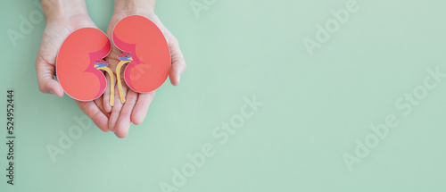 Fotografia Hands holding kidney shaped paper, world kidney day, Organ Donor Day, Chronic ki
