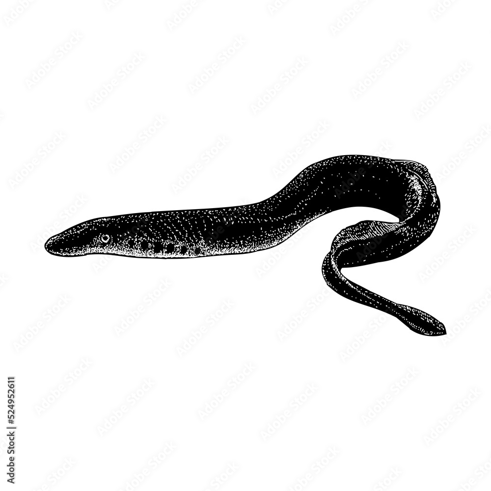 Lamprey hand drawing vector illustration isolated on background Stock ...