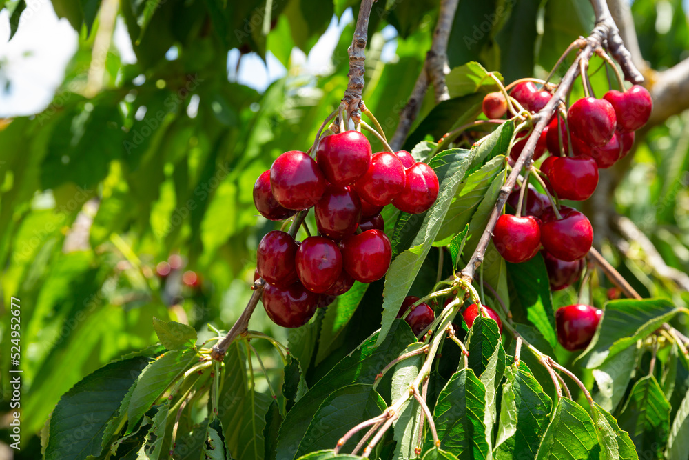 Obraz premium Close up of ripe cherries on trees on sunny day