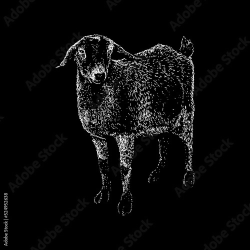 Kinder Goat hand drawing vector illustration isolated on black background photo