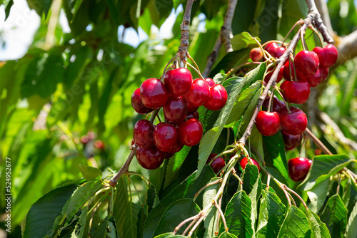 Close up of ripe cherries on trees on sunny day