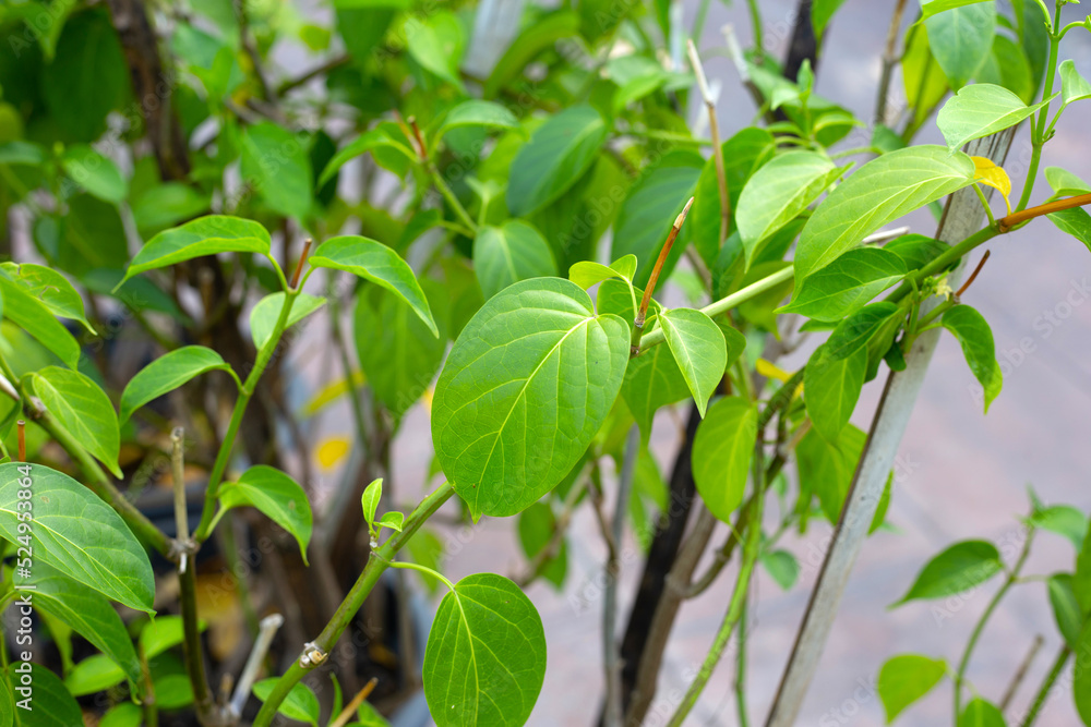Gurmar medicinal plant, Fresh leaves of herb Gurmar medicinal plant, Fresh leaves of herb