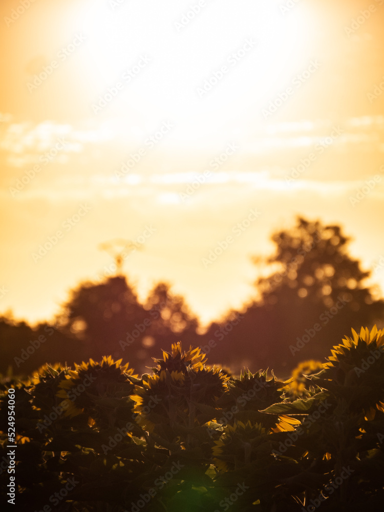 Fototapeta premium Lever de soleil en campagne 