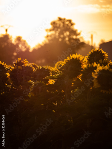 Lever de soleil en campagne  © Maxence