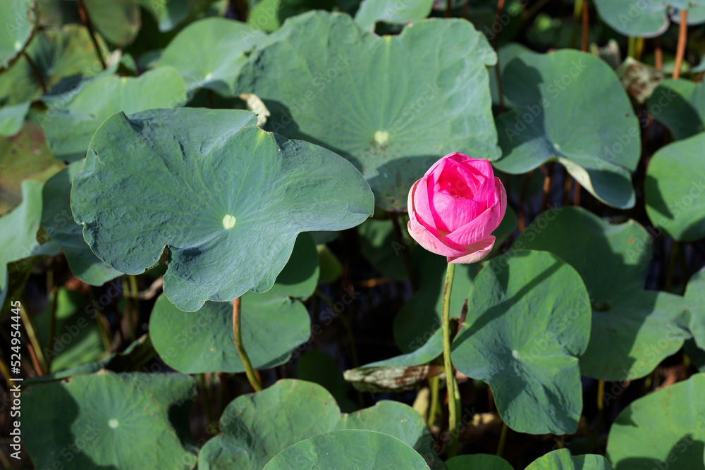 Beautiful blooming pink lotus flower with leaves, Water lily pond Beautiful blooming pink lotus flower with leaves, Water lily pond