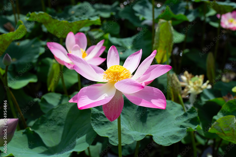 Beautiful blooming pink lotus flower with leaves, Water lily pond Beautiful blooming pink lotus flower with leaves, Water lily pond