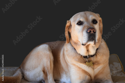 Portrait of yellow labrador dog lying on dog pillow at home