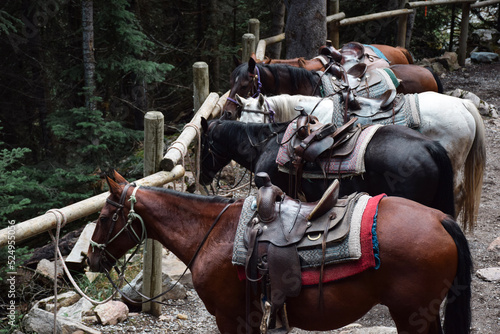 Group of horses tied to poles in a forest