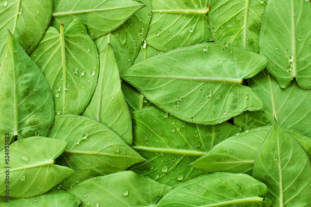 indian gujarati vegetable food leaves colocassia leaves also known as