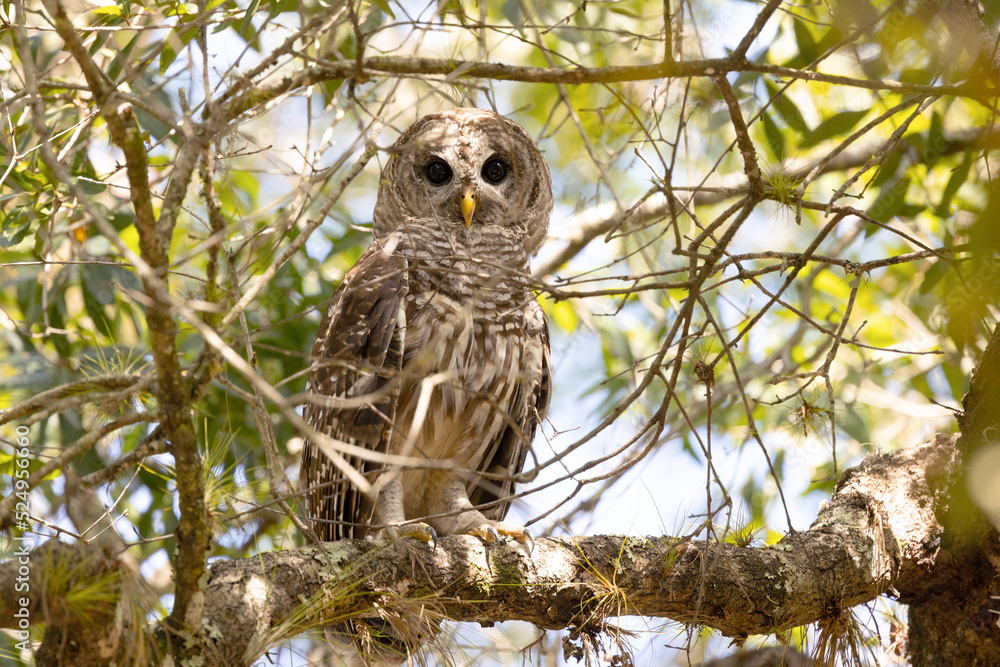 Obraz premium Barred owl (Strix varia) stares down from a tree in Myakka River State Park, Florida 