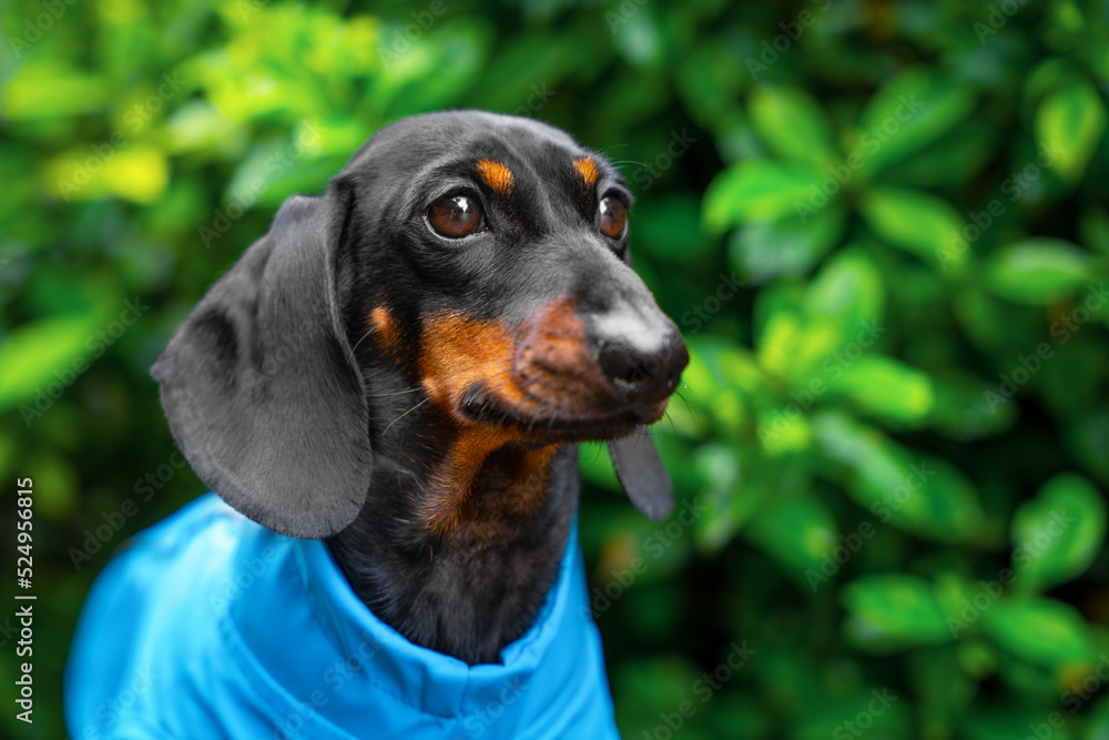 Portrait of lovely dachshund dog in clothes against blurred background of dense bush. Adorable puppy in blue waterproof jumpsuit obediently poses outside during a walk.