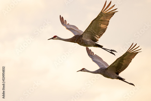 Two sandhill cranes (Antigone canadensis) in flight just before sunset in Sarasota, Florida 