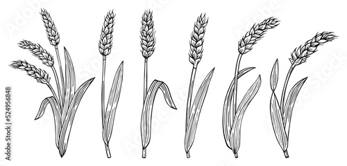 Wheat ear sketch cartoon set. Agricultural abundance symbol, flour production. Cereals ripe spike wheat collection. Design farm elements, organic vegetarian bread or beer packaging label vector