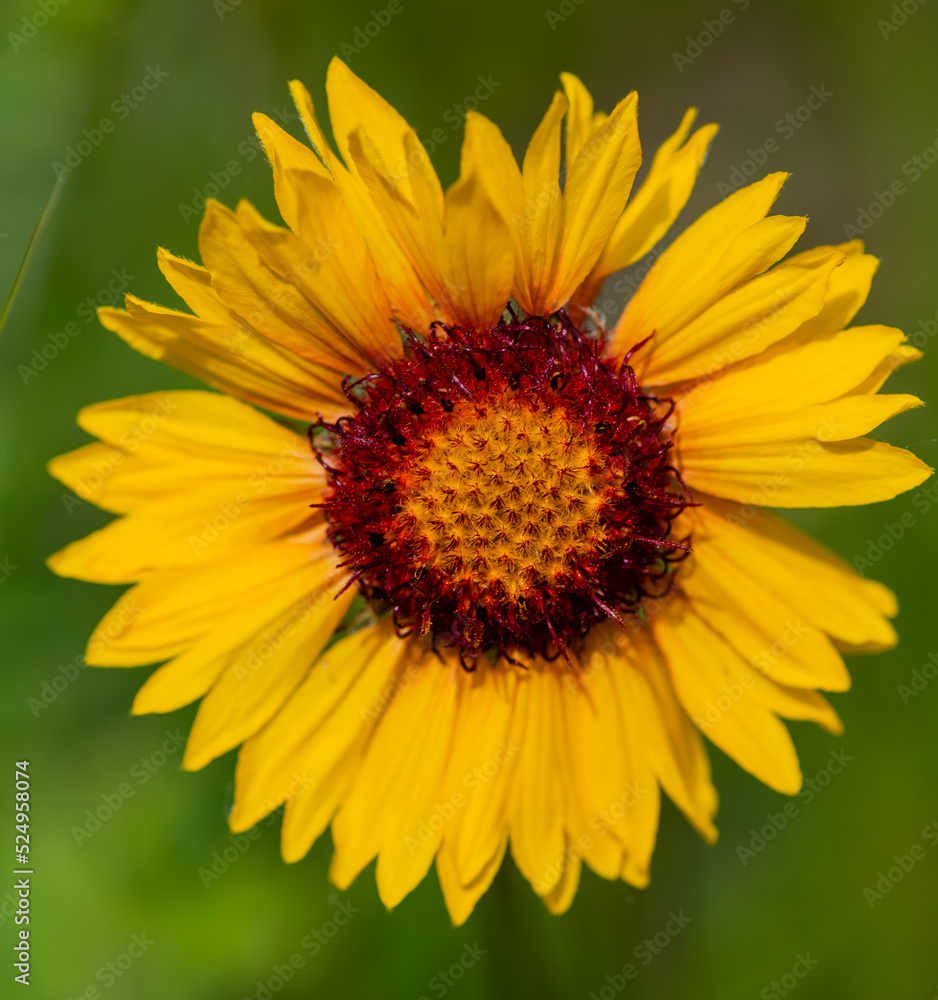 yellow sunflower in the garden yellow sunflower in the garden