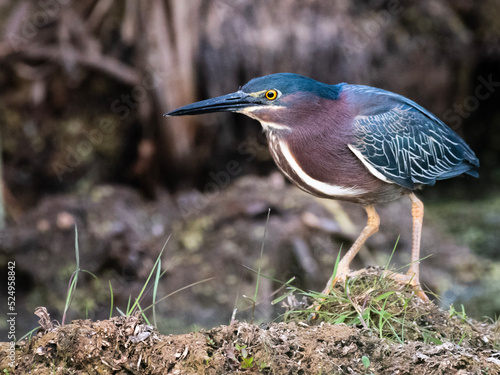 green heron bird