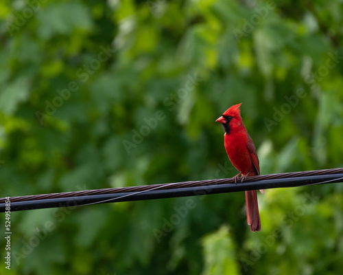 cardinal on a branch