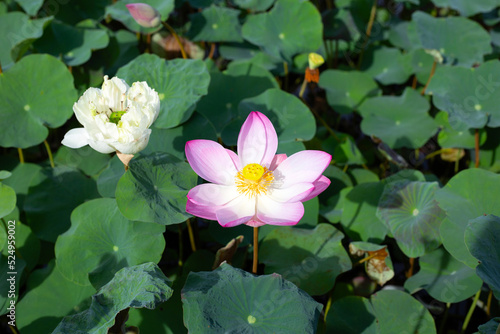 Beautiful blooming pink and white lotus flower with leaves  Water lily pond