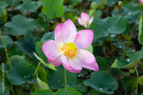 Beautiful blooming lotus flower with leaves  Waterlily pond