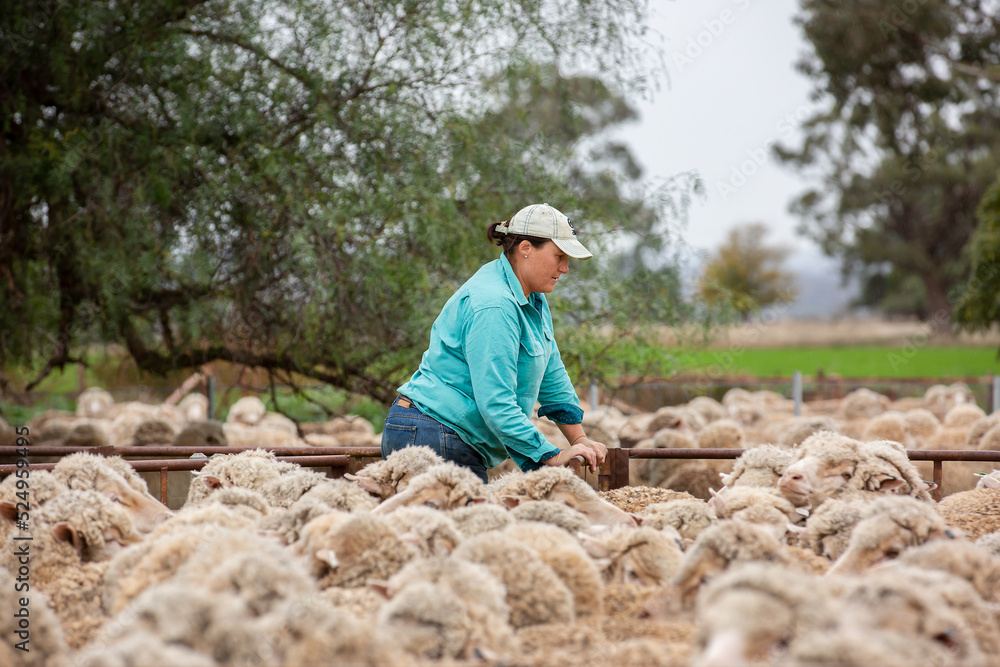 Female farmer working sheep in the yards Female farmer working sheep in the yards