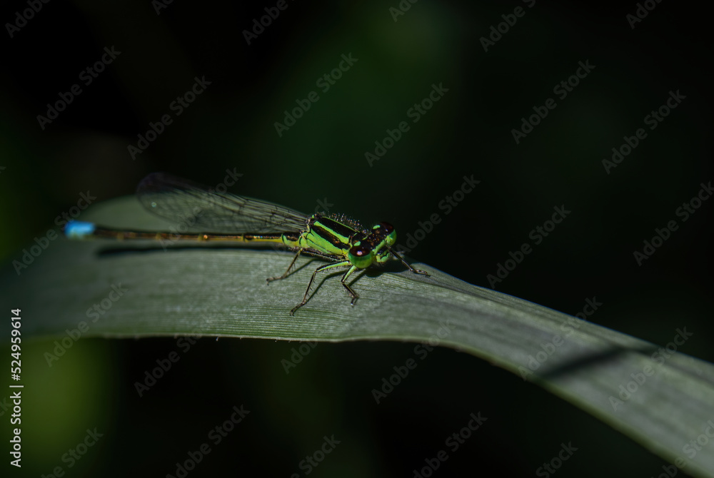 close up of a dragonfly close up of a dragonfly