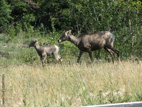 Mountain Goats in the field