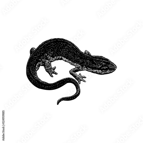 Newt hand drawing vector illustration isolated on background