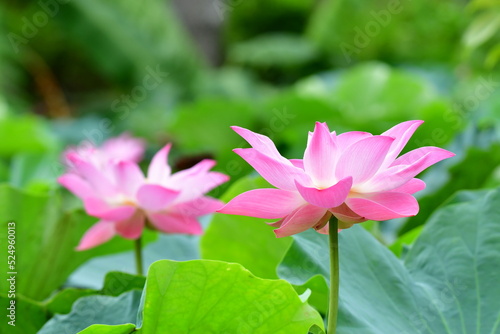 Indian Lotus  Sacred Lotus  Bean of India
