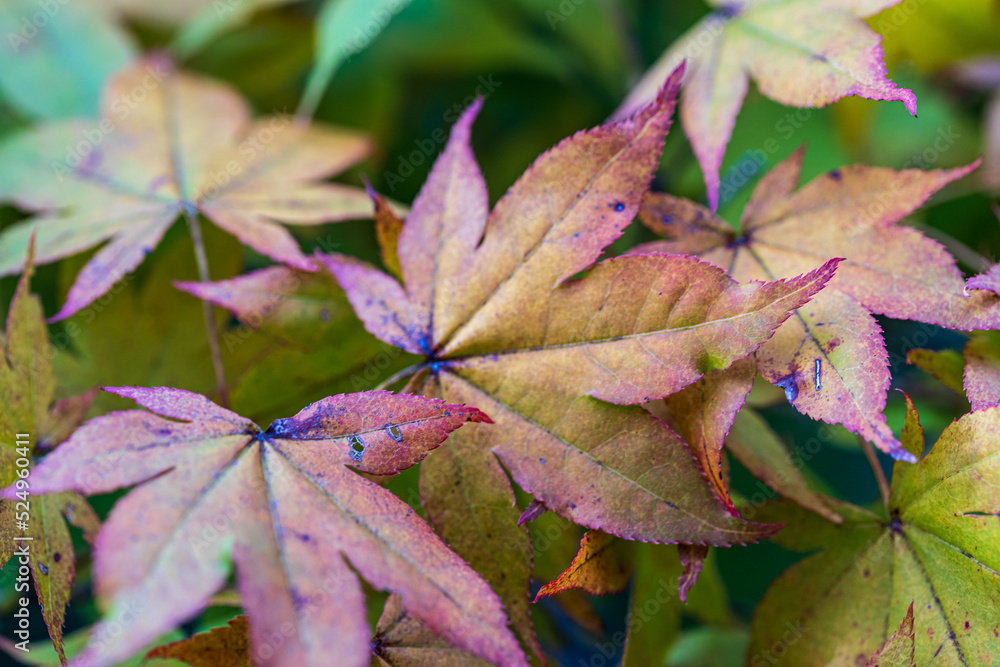 fall foliage background fall foliage background