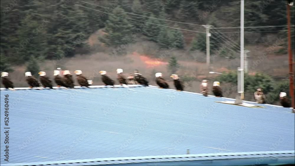 A large group of bald eagles lines the rooftops of fish processing