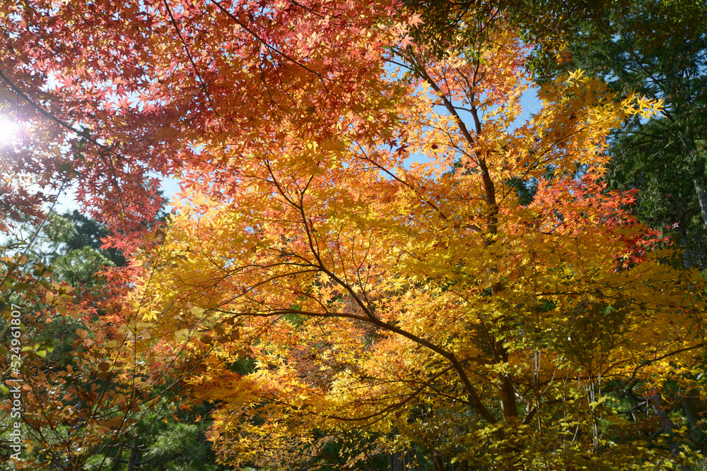 秋の常寂光寺　境内の紅葉　京都市右京区嵯峨