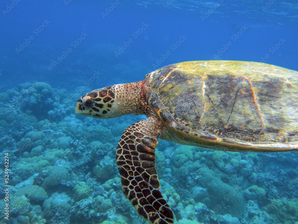 Obraz premium Swimming Hawksbill sea turtle in the coral reef ocean, Palau, Micronesia