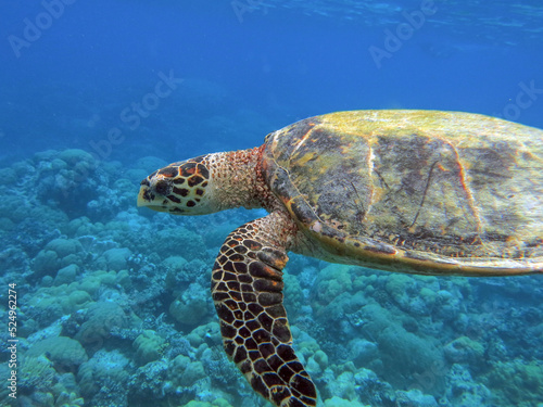 Swimming Hawksbill sea turtle in the coral reef ocean, Palau, Micronesia