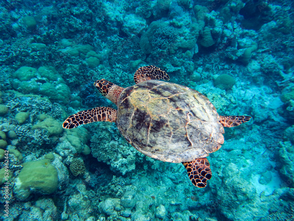 Fototapeta premium Swimming Hawksbill sea turtle in the coral reef ocean, Palau, Micronesia
