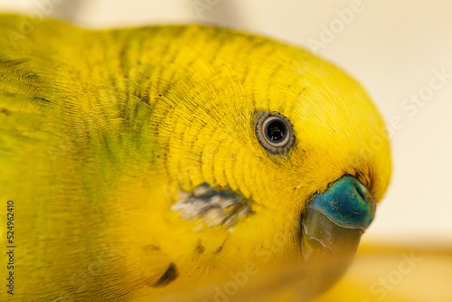 Close up of male budgie bird eye and beak with blue cere photo