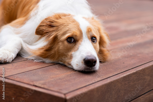 dog lying down on timber decking photo