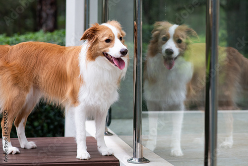 happy dog reflected in glass fence