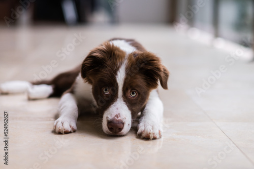 little puppy looking guilty as he lies on the floor photo