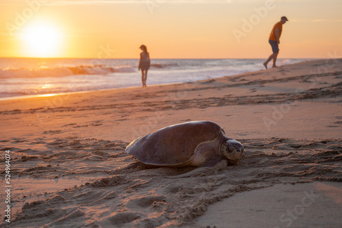 Liberación de Tortugas en las costas de Oaxaca photo