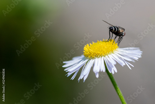 fly on a daisy