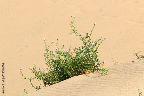 Green plants and flowers grow on the sand in the desert.