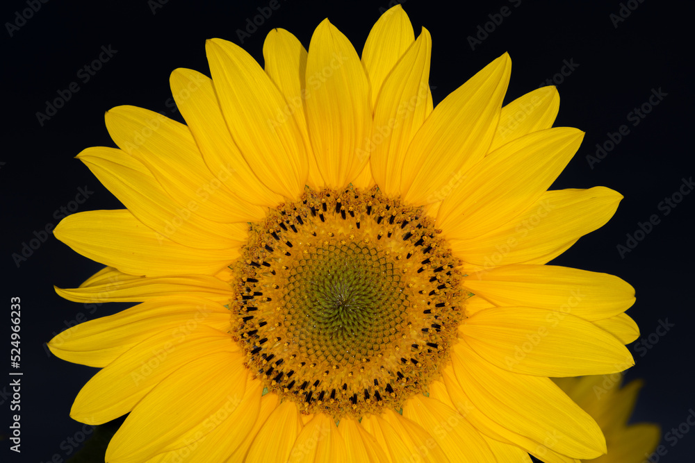 sunflower close up