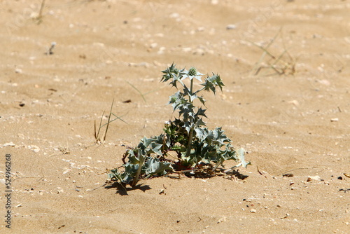 Green plants and flowers grow on the sand in the desert.