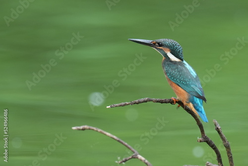 kingfisher on a perch © Matthewadobe