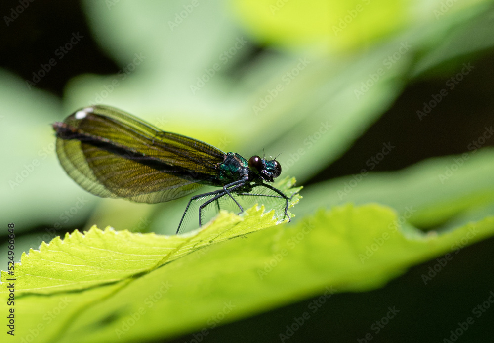 dragonfly on a leaf dragonfly on a leaf