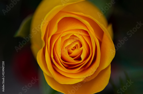 yellow rose close up